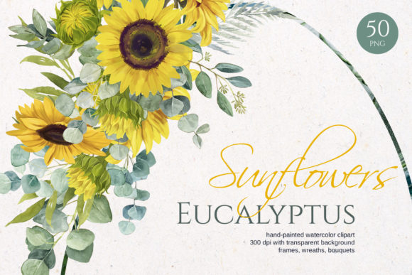 Sunflower Eucalyptus. Illustrations