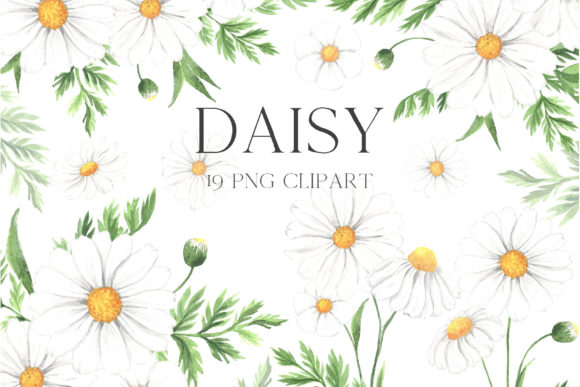 Watercolor Daisy Flower Clipart