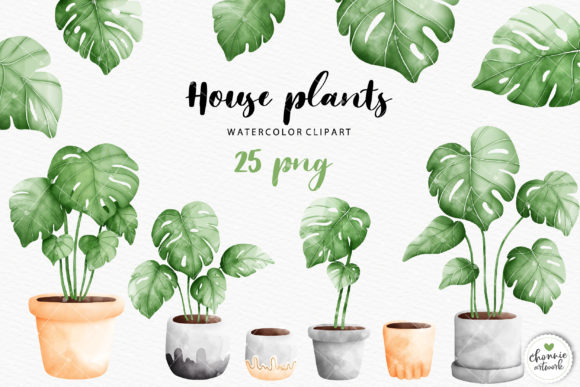 Watercolor Monstera Deliciosa Clipart and Illustrations